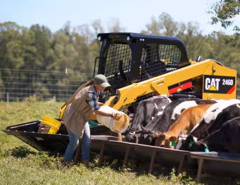 Cat 246D '2015–19