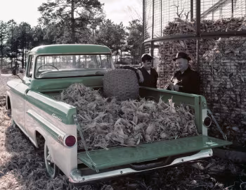 1959 Chevrolet Apache 31 Fleetside Deluxe Pickup Truck (3A-3134)