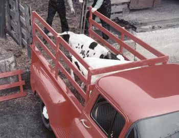 1959 Chevrolet Apache 32 Stepside Pickup Truck (3B-3204)