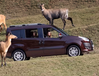 Fiat Doblò [Worldwide] (263) '2010–15