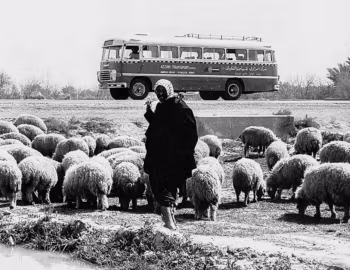 Ikarus 32