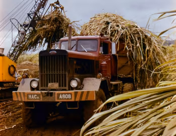 Peterbilt 381 '1960–????