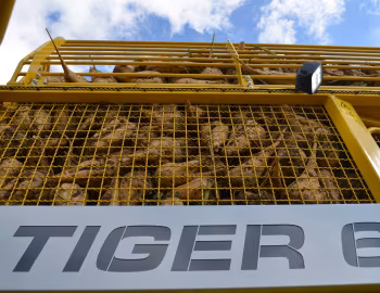 ROPA Tiger 6S '2019–pr.