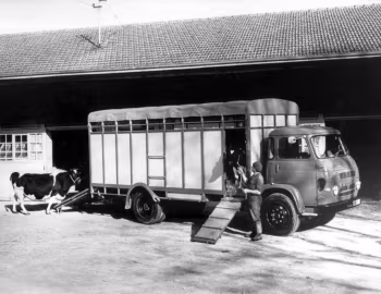 Saviem S8 Cattle Truck '1976