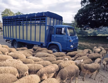 Saviem SM8 Cattle Truck '1967–75